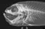 Owstonia totomiensis FMNH 55424 Holotype x-ray of head (lateral)